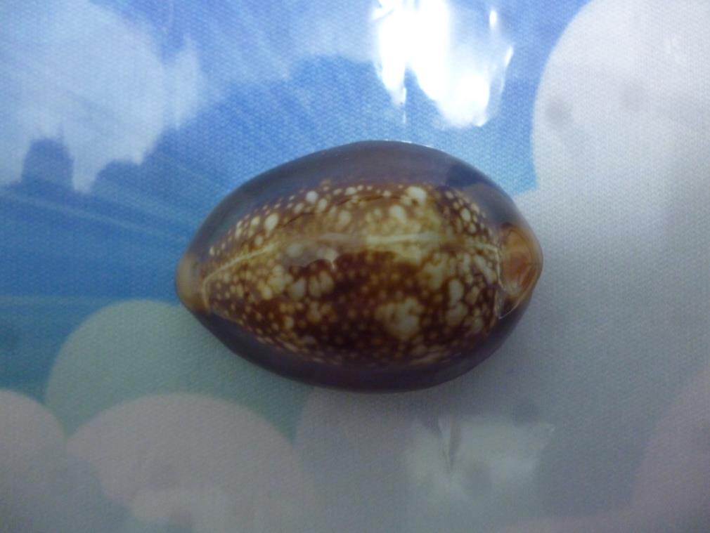 หอยเบี้ยหรือเบี้ยจั่น