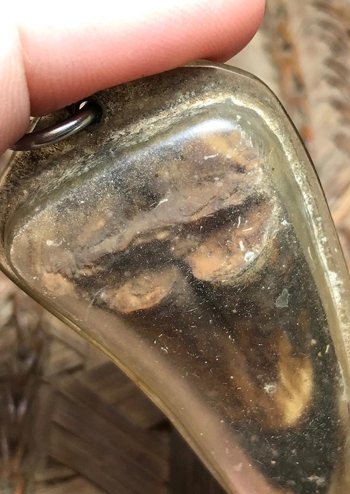 เขี้ยวหมูตันกระเด็น