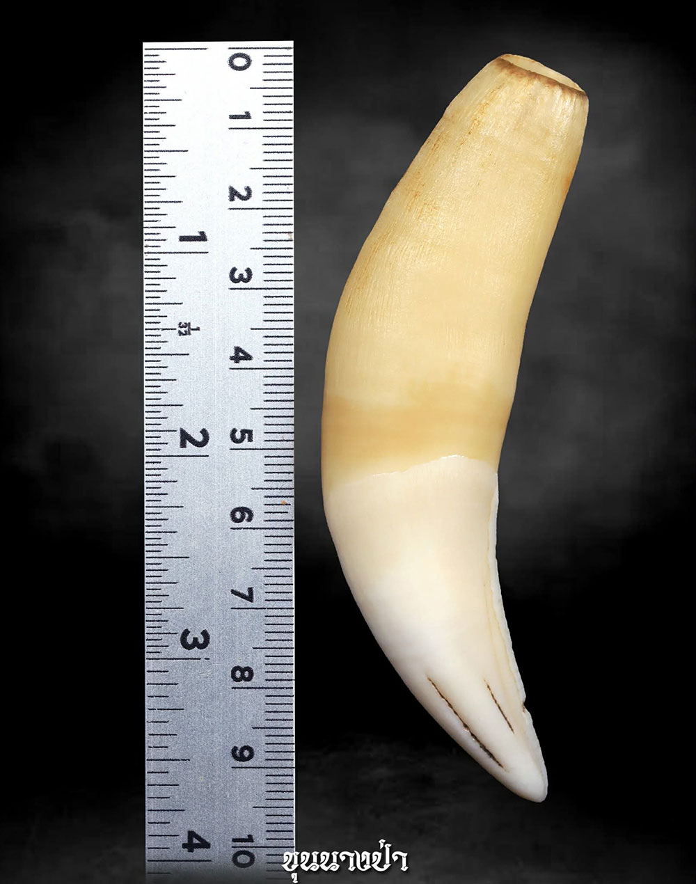 เขี้ยวเสือกลวง