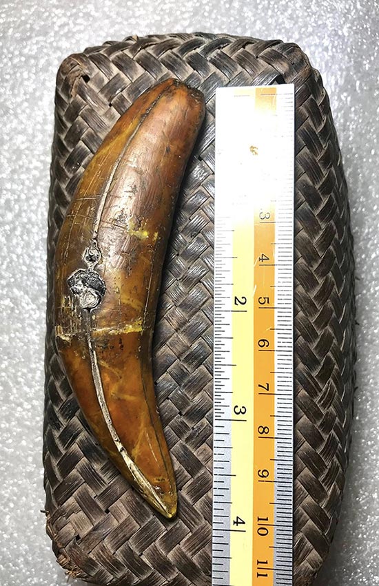 เขี้ยวเสือโคร่งเก่าโบราณยาว๔นิ้ว