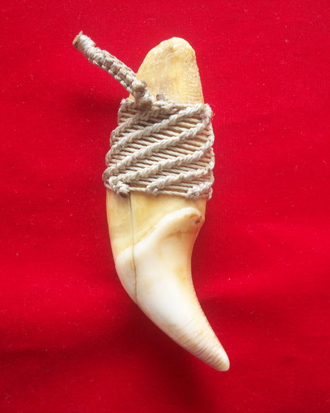 เขี้ยวเก่าๆครับ