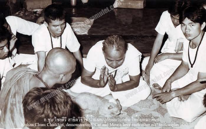 น้ำมันหนูกินน้่ำนมแมวอาจารย์ชุมไชยคีรี