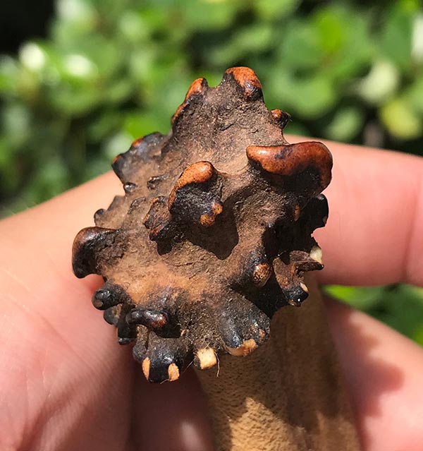 เขากวางคุตเครื่องรางสายทนสิทธิ์