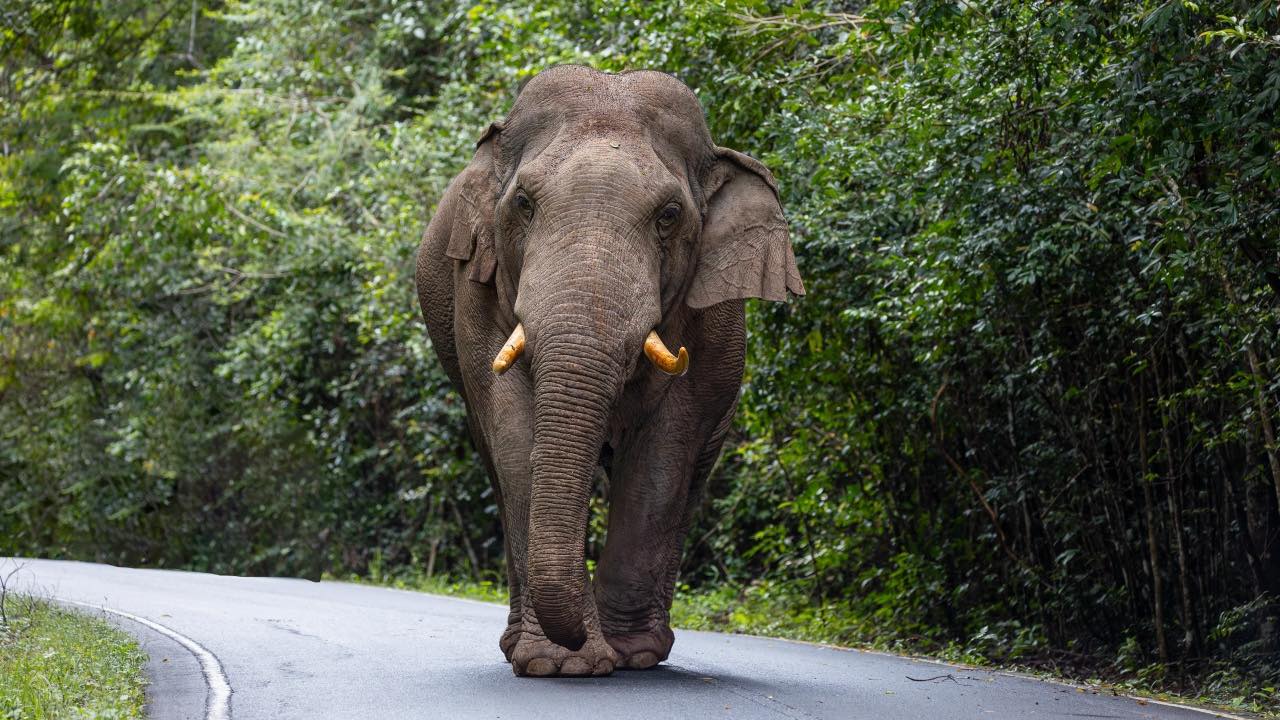 คตงาช้างถักลวดเก่าหิ้ง