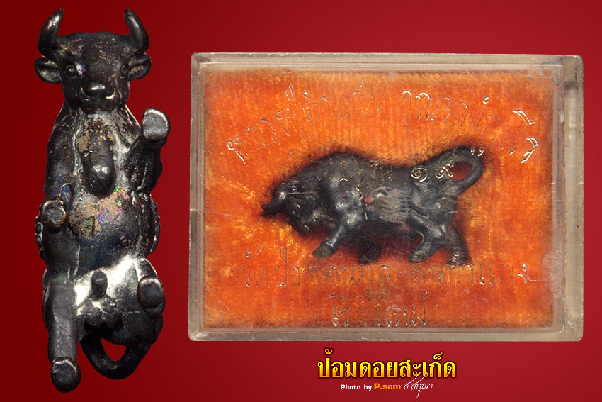 วัวธนู ครูบาคำแสน รุ่น 2 สวยแชมป์